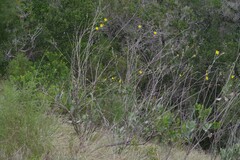 Osteospermum junceum