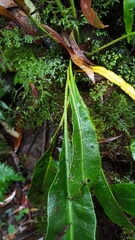 Elaphoglossum