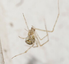 Cryptachaea gigantipes