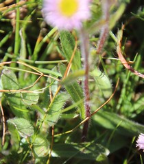 Erigeron borealis