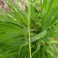 Microlaena stipoides