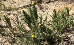 Podotheca angustifolia