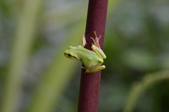 Hyla japonica