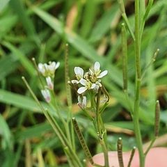 Cardamine hirsuta