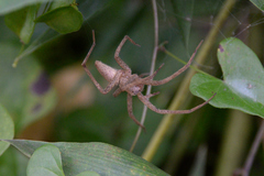 Dolomedes sulfureus