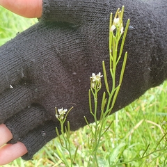 Cardamine hirsuta