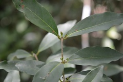 Eugenia choapamensis