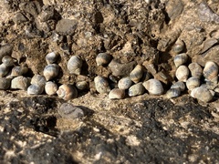 Melarhaphe neritoides