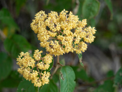 Pomaderris intermedia