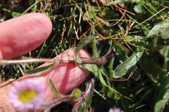 Erigeron borealis