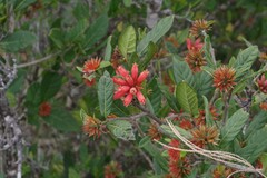 Burchellia bubalina