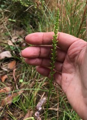 Microtis parviflora