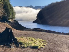 Ephemerum spinulosum