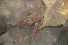 Procambarus clarkii