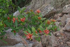 Burchellia bubalina