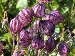 Silene uralensis