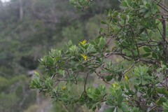 Osteospermum moniliferum