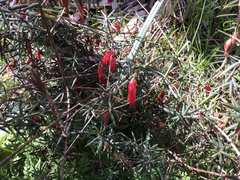 Stenanthera conostephioides