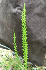 Microtis parviflora