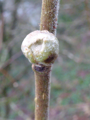 Phytoptus avellanae