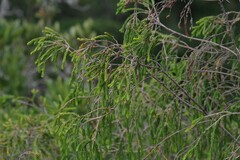 Passerina