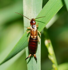 Forficula auricularia