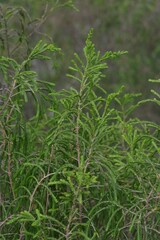 Passerina
