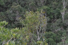 Secamone filiformis