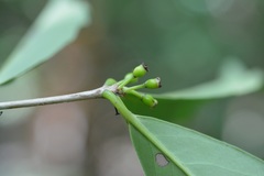 Eugenia choapamensis