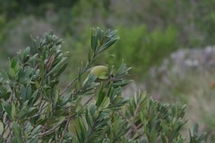 Diospyros dichrophylla