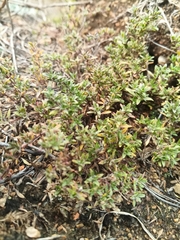Thymus baicalensis