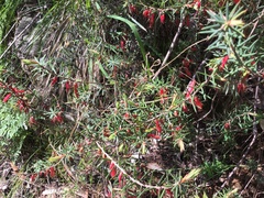 Stenanthera conostephioides