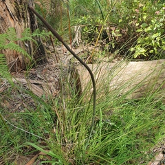 Xanthorrhoea minor lutea