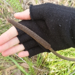 Xanthorrhoea minor lutea