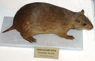 Little Swan Island Hutia