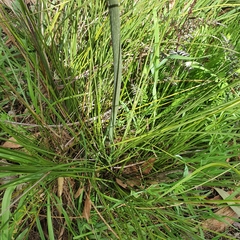Xanthorrhoea minor lutea