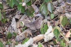 Ypthima multistriata