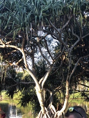 Pandanus tectorius