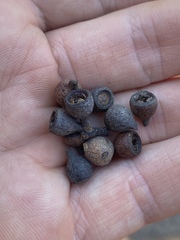 Eucalyptus leptophleba