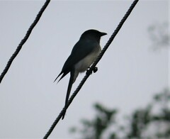Dicrurus caerulescens