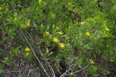 Osteospermum moniliferum