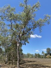 Eucalyptus leptophleba