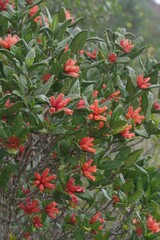 Burchellia bubalina