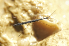 Hydrometra stagnorum