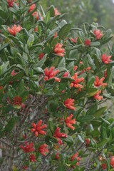Burchellia bubalina
