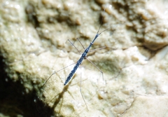 Hydrometra stagnorum