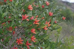 Burchellia bubalina