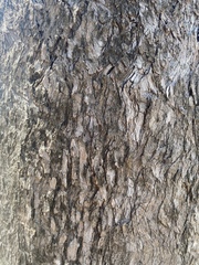 Eucalyptus leptophleba