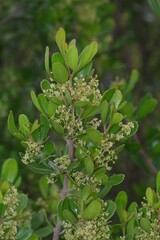 Searsia lucida
