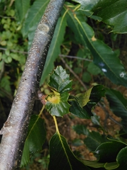 Dryocosmus kuriphilus